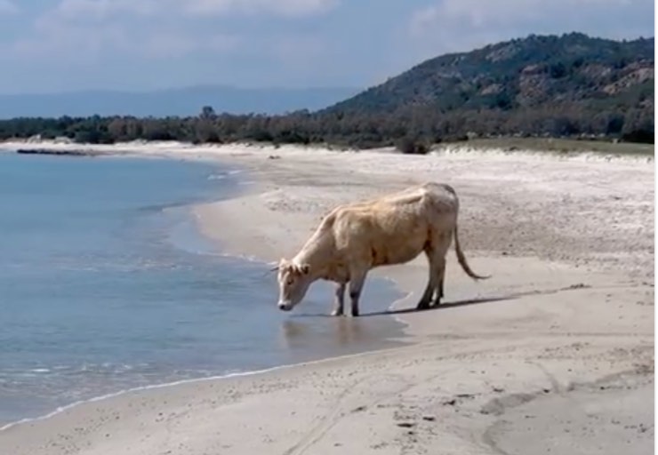 spiaggia mucche Sardegna