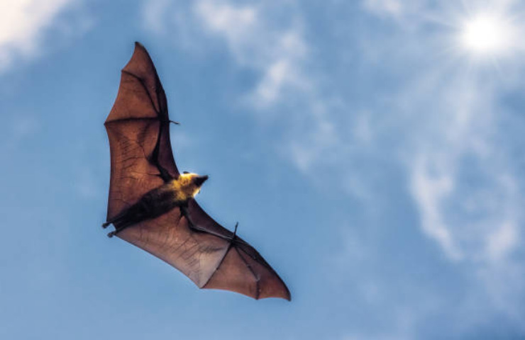 I super poteri dei pipistrelli