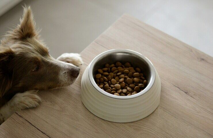 crocchette per cane nella ciotola