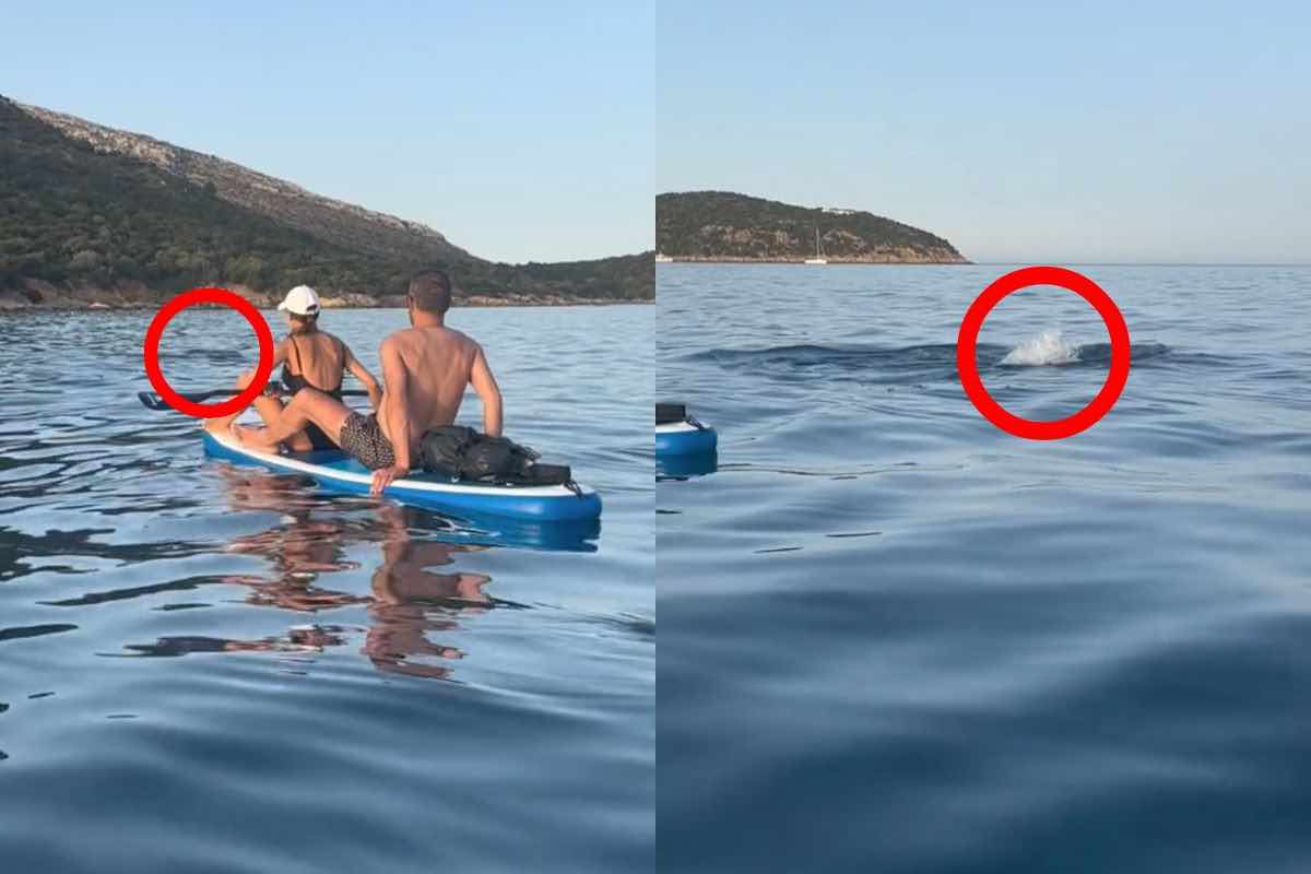 sardegna il video dei delfini