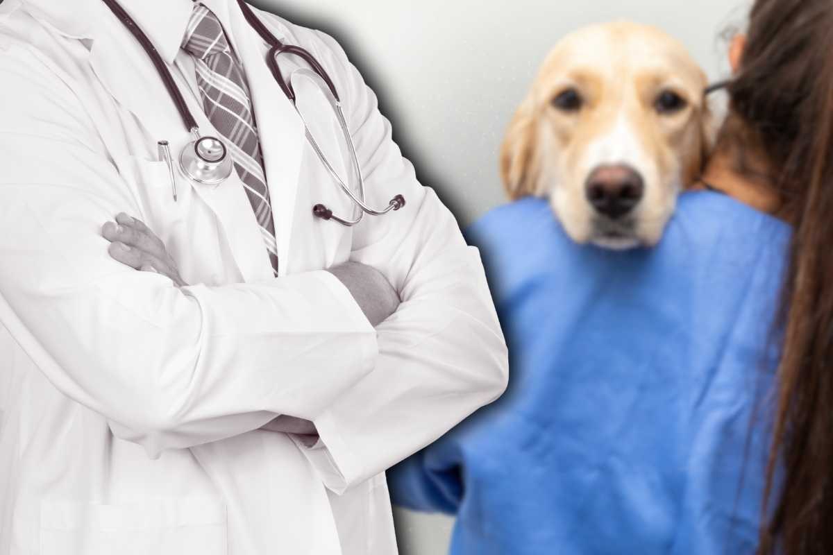 Come ottenere spese veterinarie coperte dallo Stato