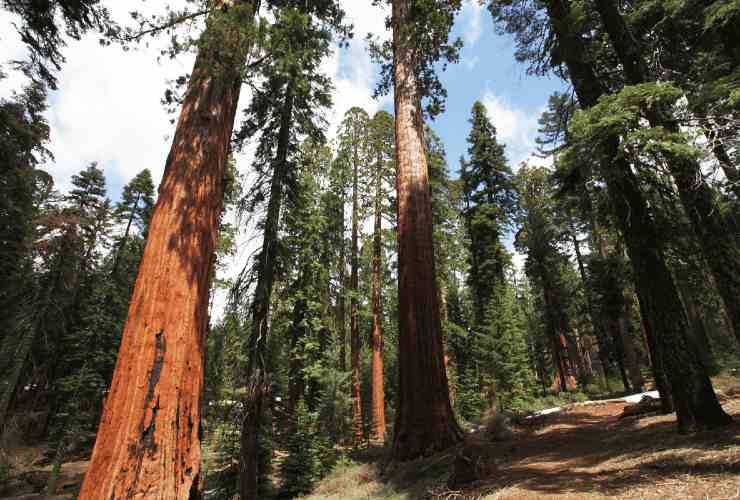 alberi monumentali più belli d'Italia