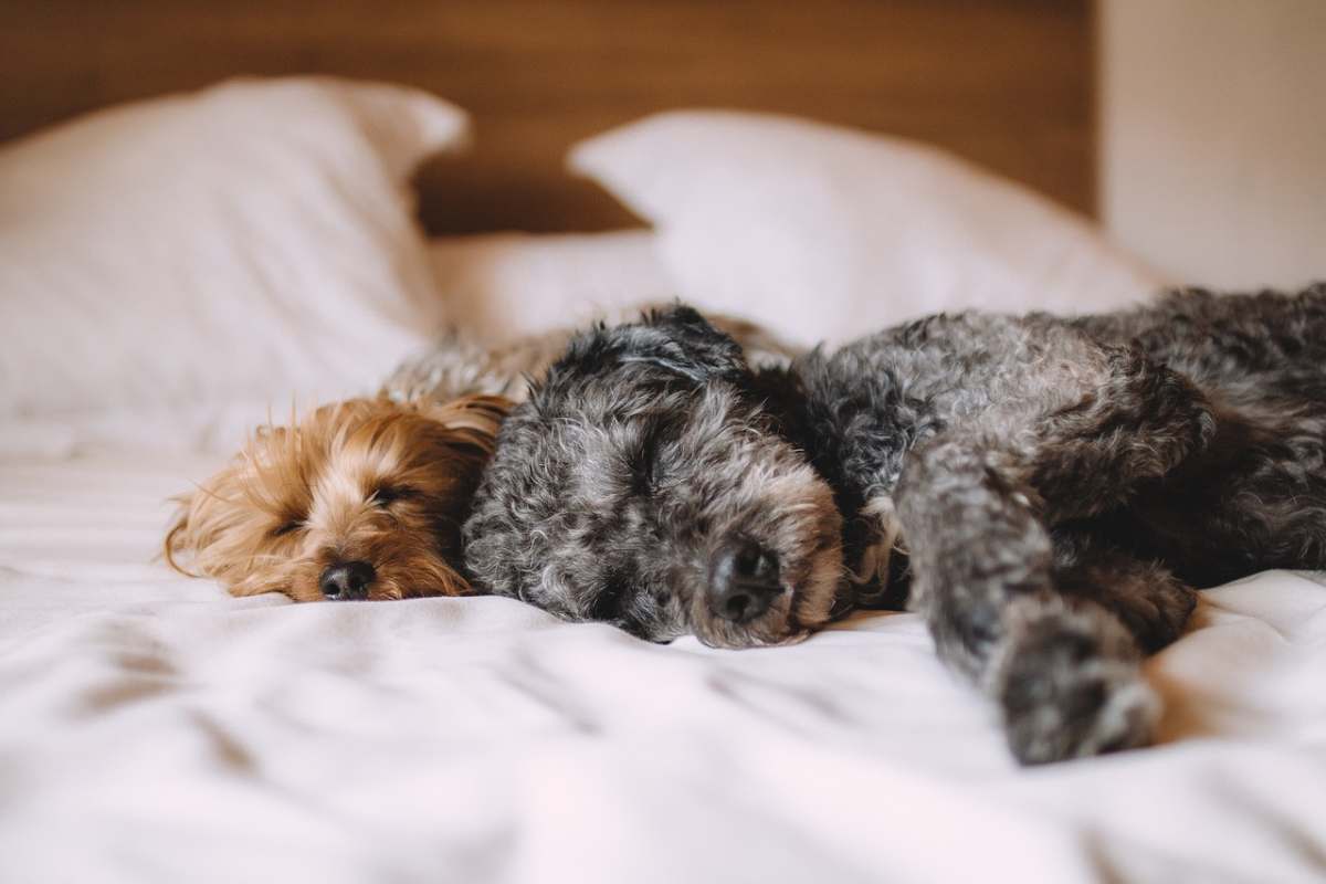 In Cina ci sono sempre più animali domestici - Nella foto: due cani dormono su un letto