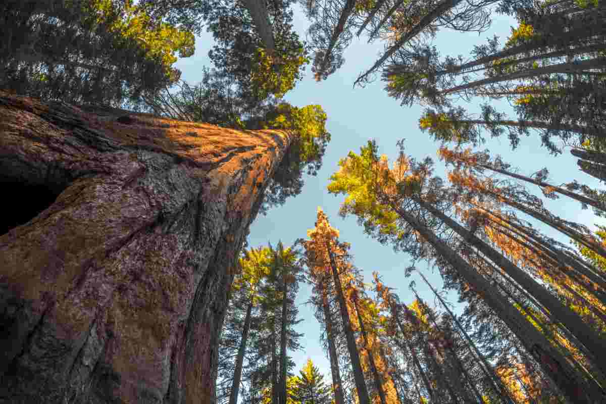 alberi monumentali