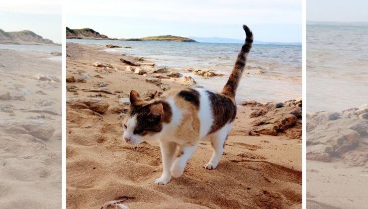 gatti spiaggia Sardegna penisola Sinis Oristano 