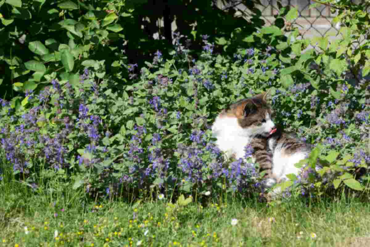 Gatto alla ricerca dell'erba gatta