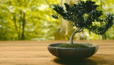 Regalare un bonsai