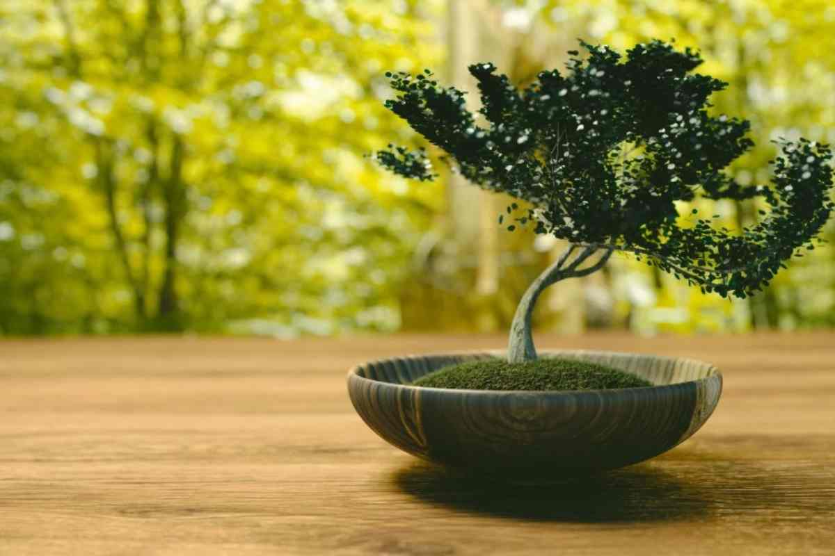 Regalare un bonsai