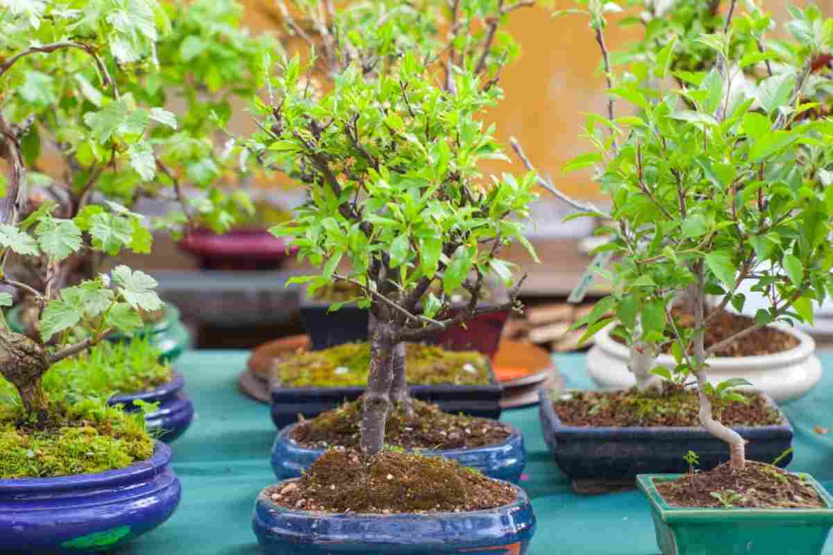 Regalare bonsai, significato