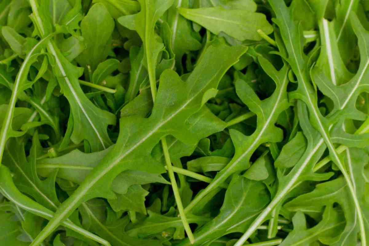 Perché mangiare rucola