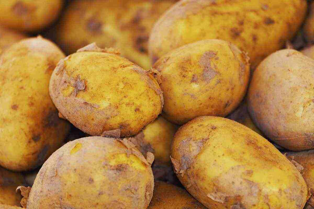 riconoscere le patate buone da quelle tossiche