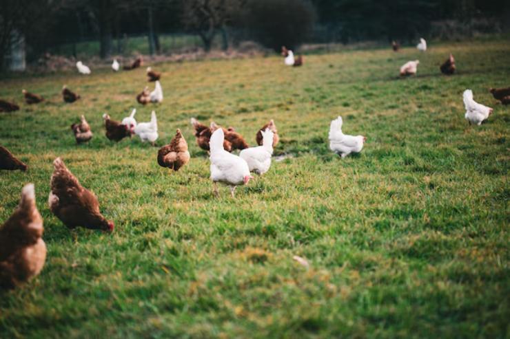 Galline razzolano nella'aia (Freepik)