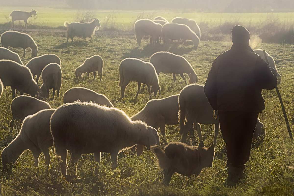 Le novità per la produzione del Pecorino Sardo